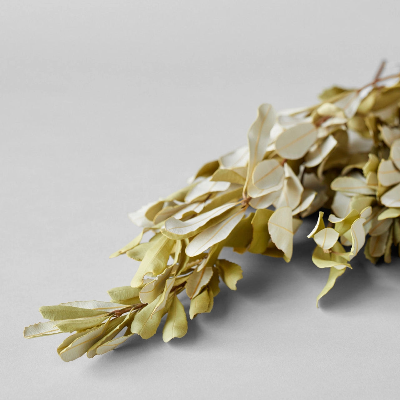 Bloomist dried flowers and plants Dried Banksia Foliage