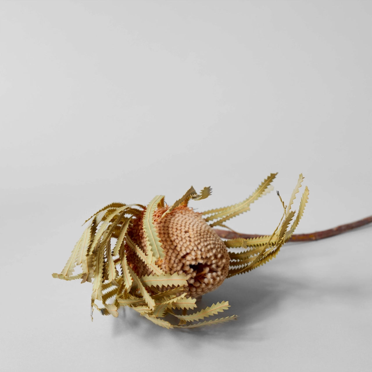 Bloomist dried flowers and plants Dried Natural Banksia - Set of 3