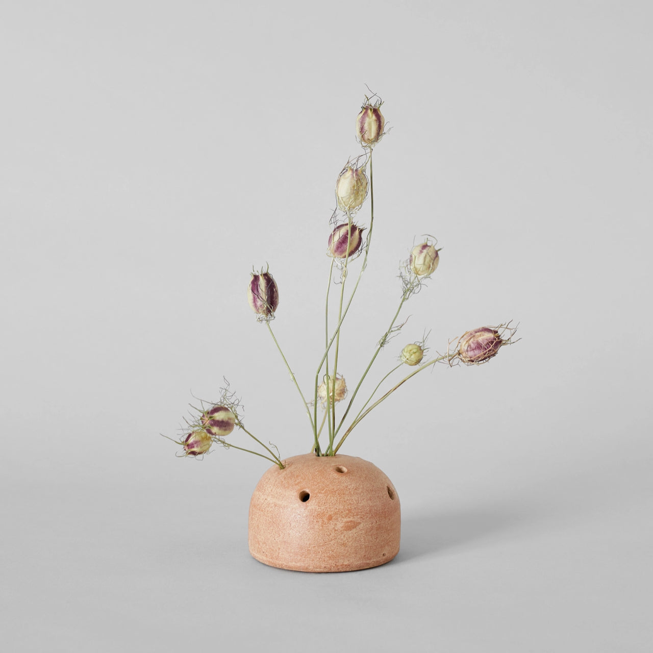 Bloomist dried flowers and plants Dried Nigella Pods