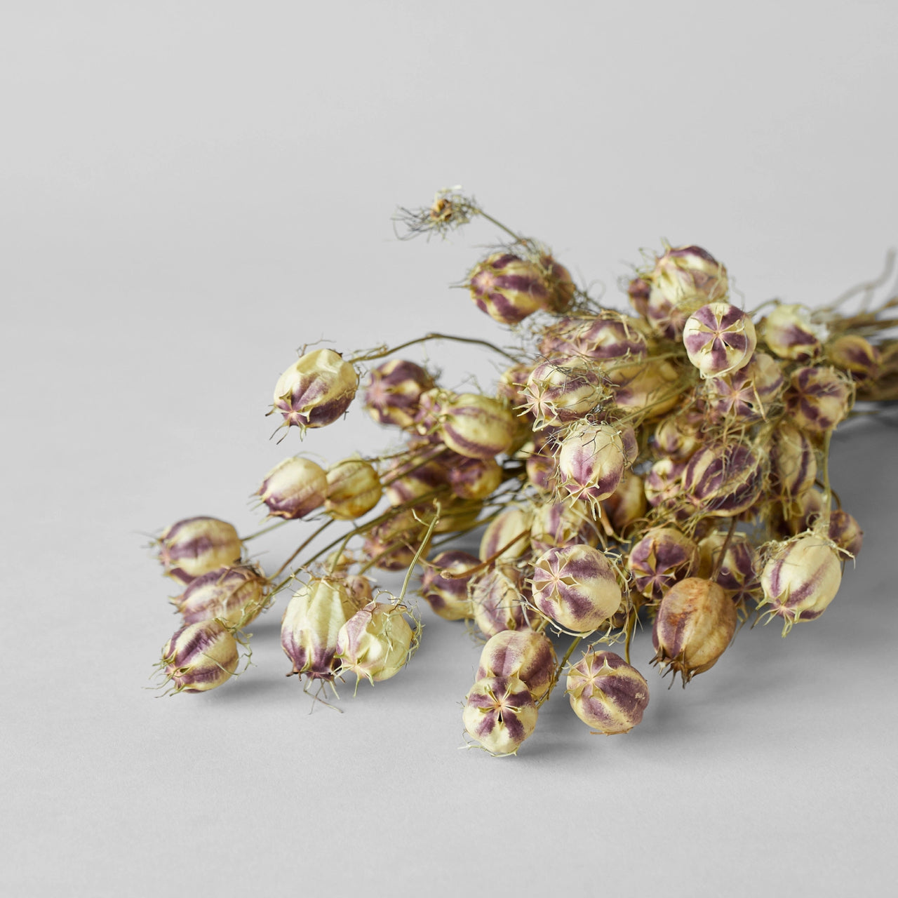 Bloomist dried flowers and plants Dried Nigella Pods