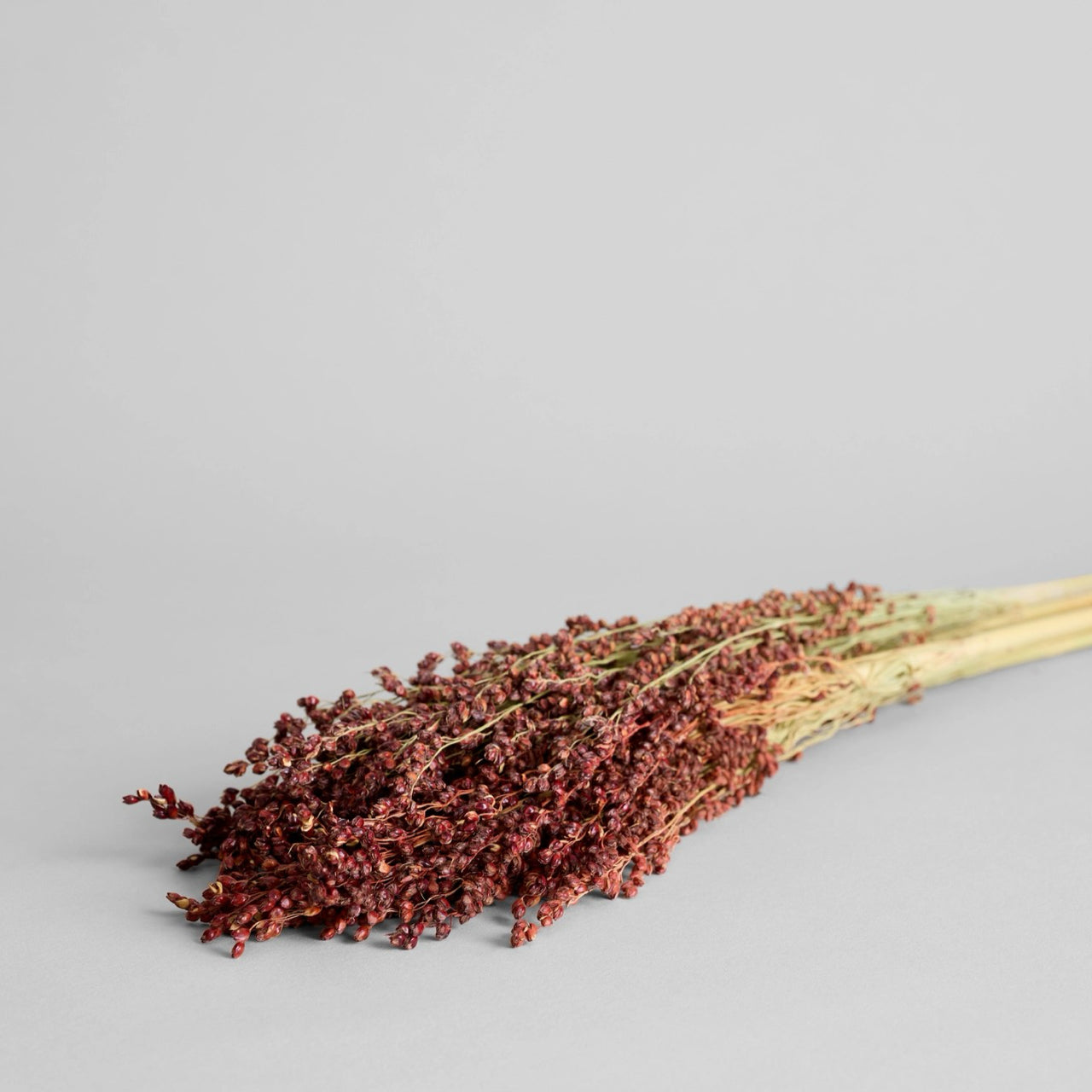 Bloomist dried flowers and plants Dried Red Broom Corn