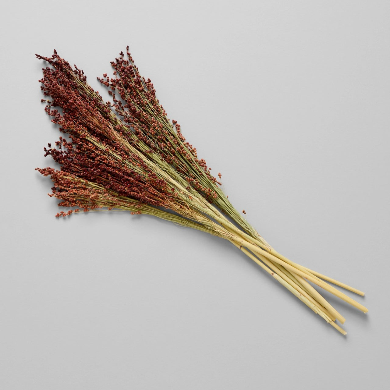 Bloomist dried flowers and plants Dried Red Broom Corn