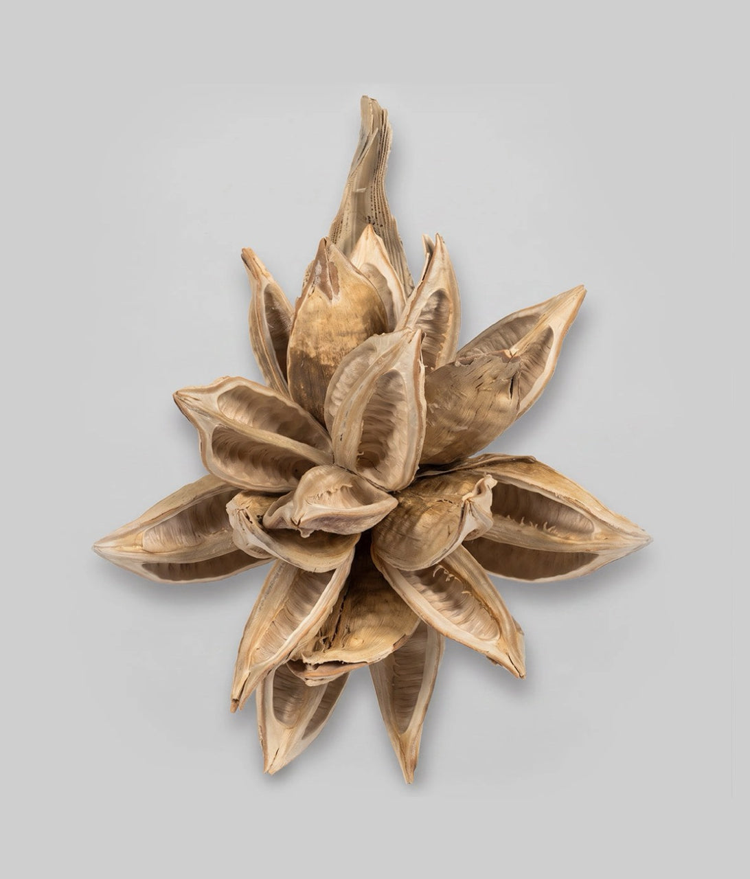 Bloomist Dried Flowers & Botanicals Dried Blonde Star Pod
