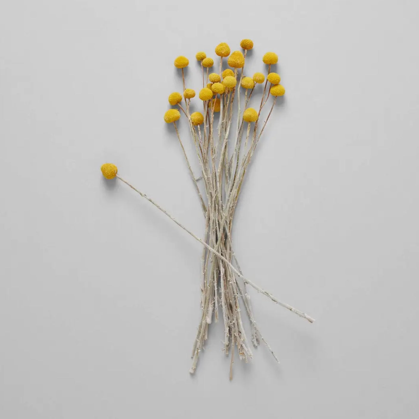 Bloomist Plants & Florals Dried Craspedia (Billy Buttons)