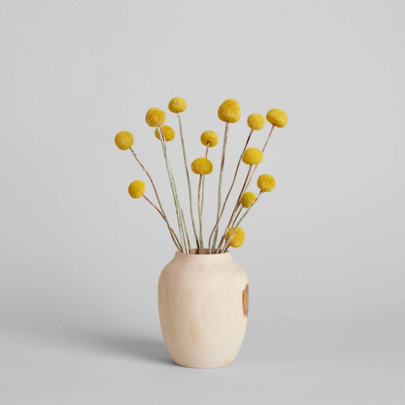 Bloomist Plants & Florals Dried Craspedia (Billy Buttons)