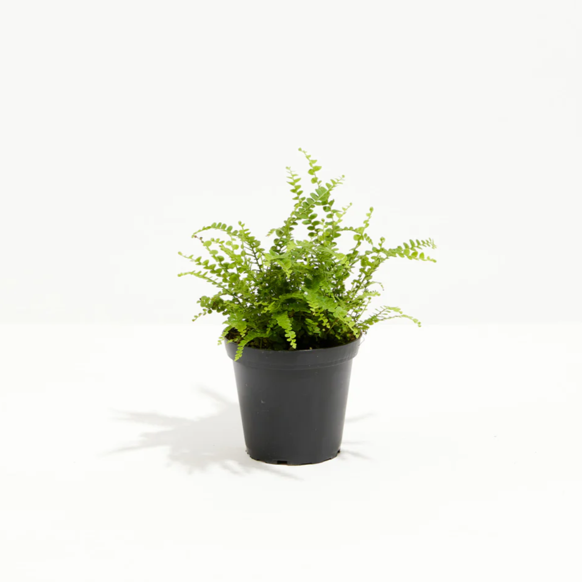 indoor small fern plant Lemon Button Fern