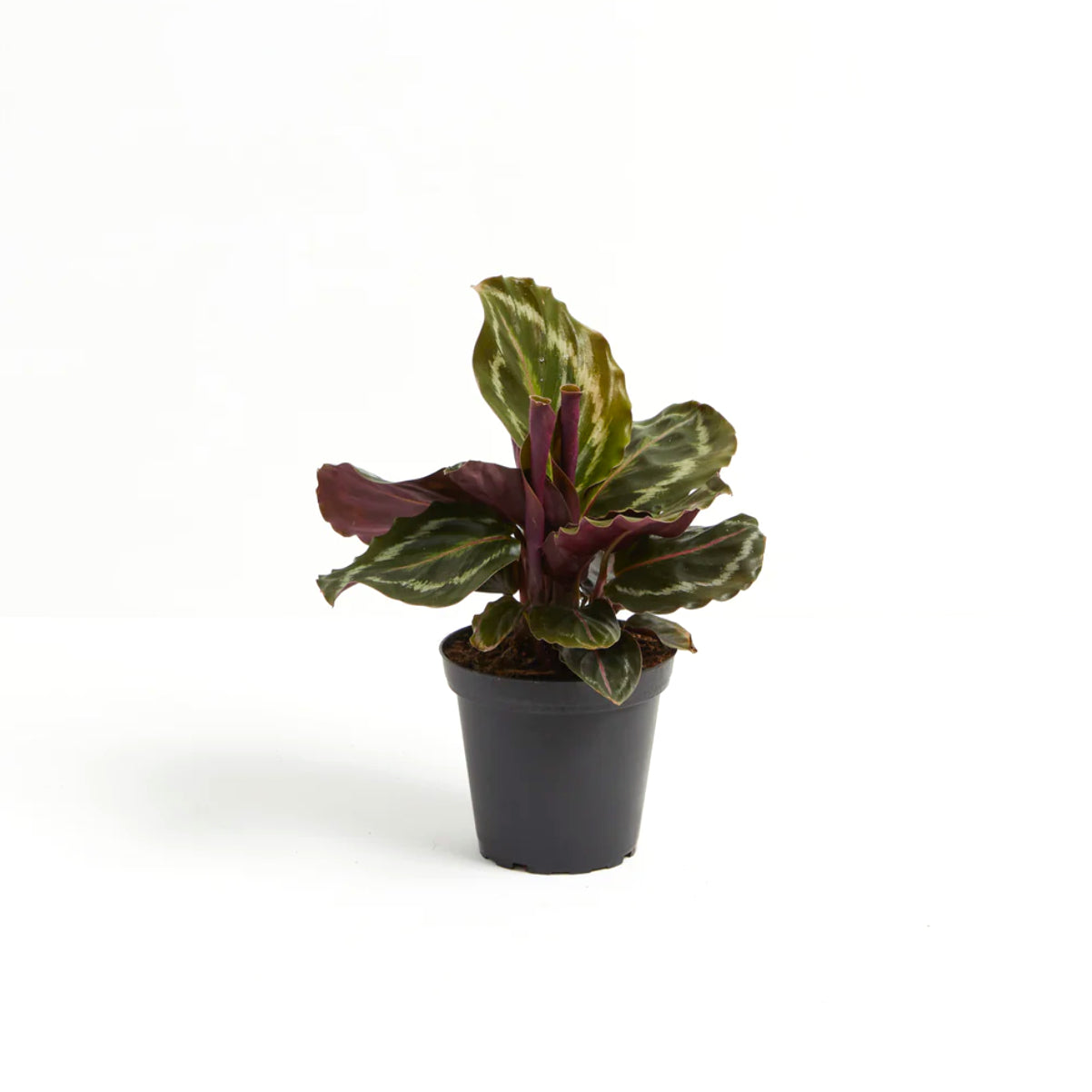 prayer plant peacock Medium Peacock Plant in Coconut Eco Pot