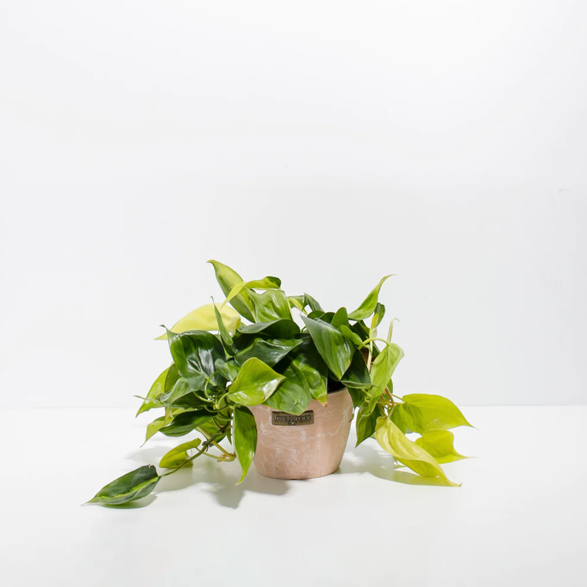 philodendron sweetheart Sweetheart Vine