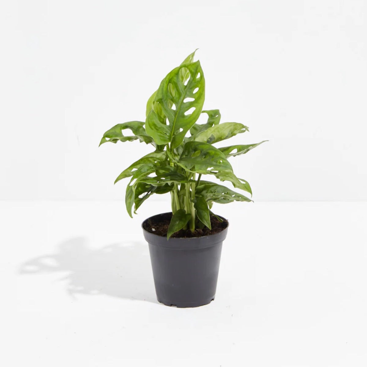 swiss cheese plant roots Swiss Cheese Monstera