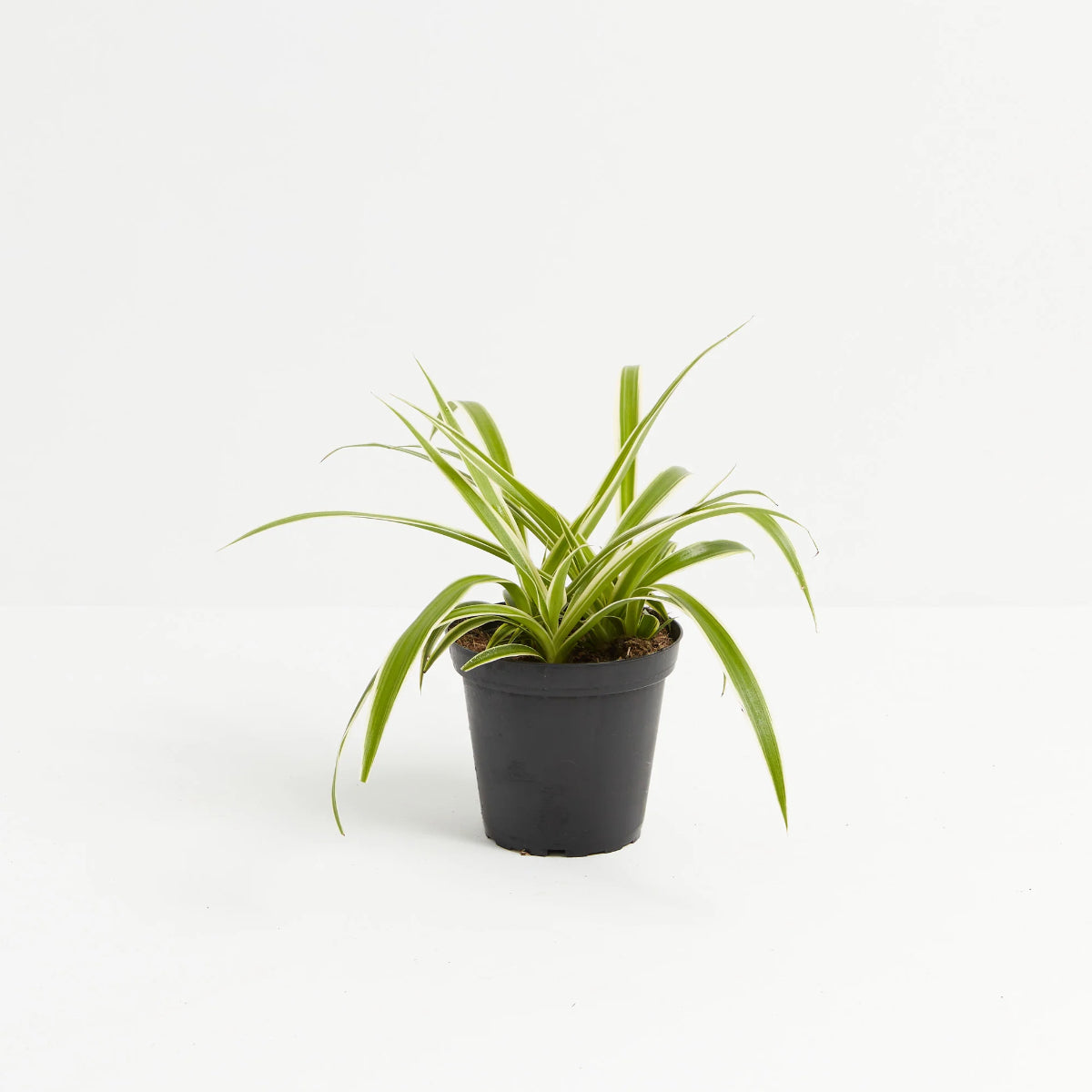 variegated spider plants Spider Plant