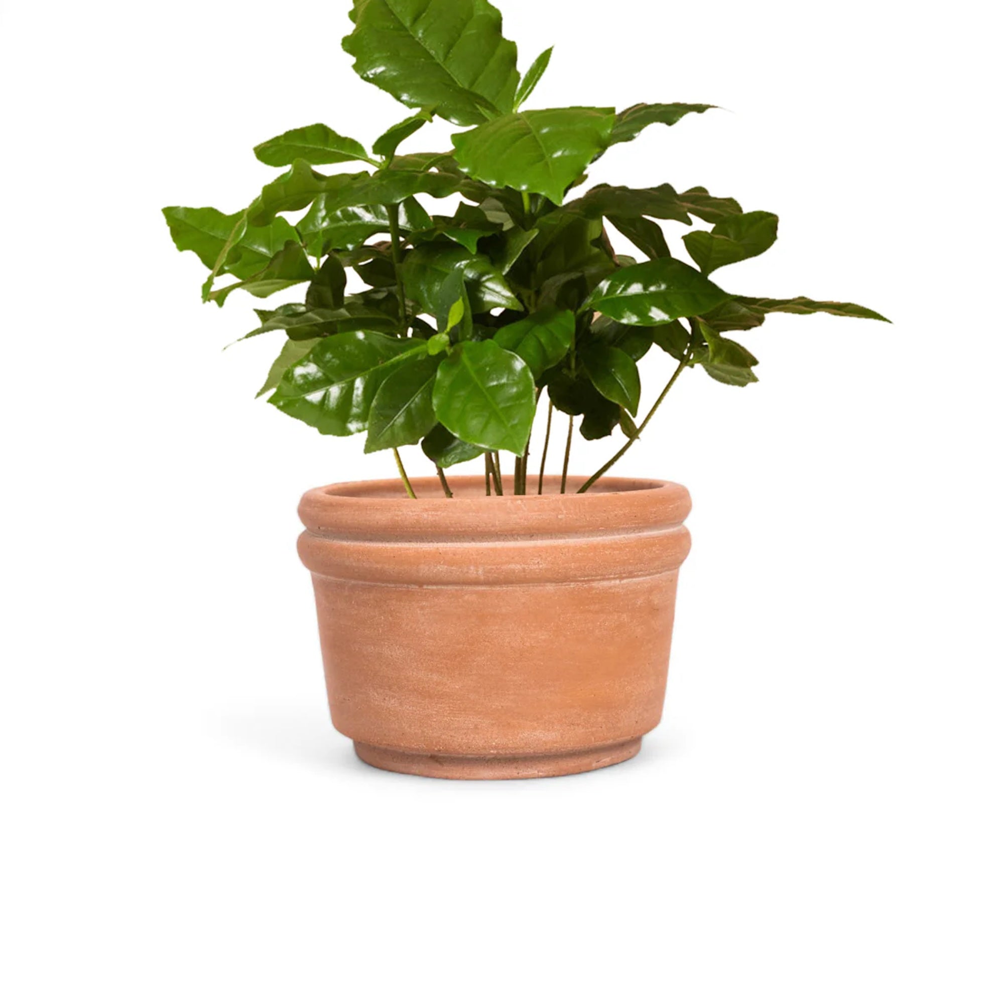 Powered by People Planters Felipe Large Terracotta Planter