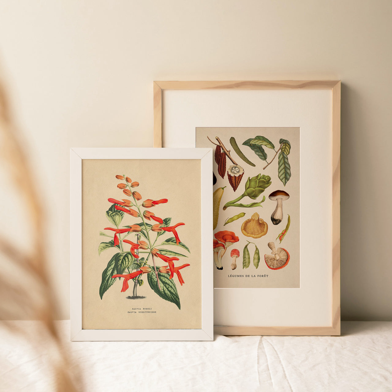 Shelf Love Print Shop vintage art print Scarlet Sage Art Print