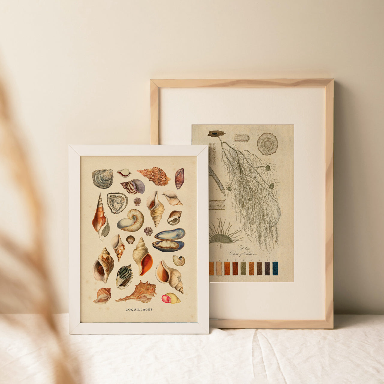 Shelf Love Print Shop vintage art print Shells Art Print