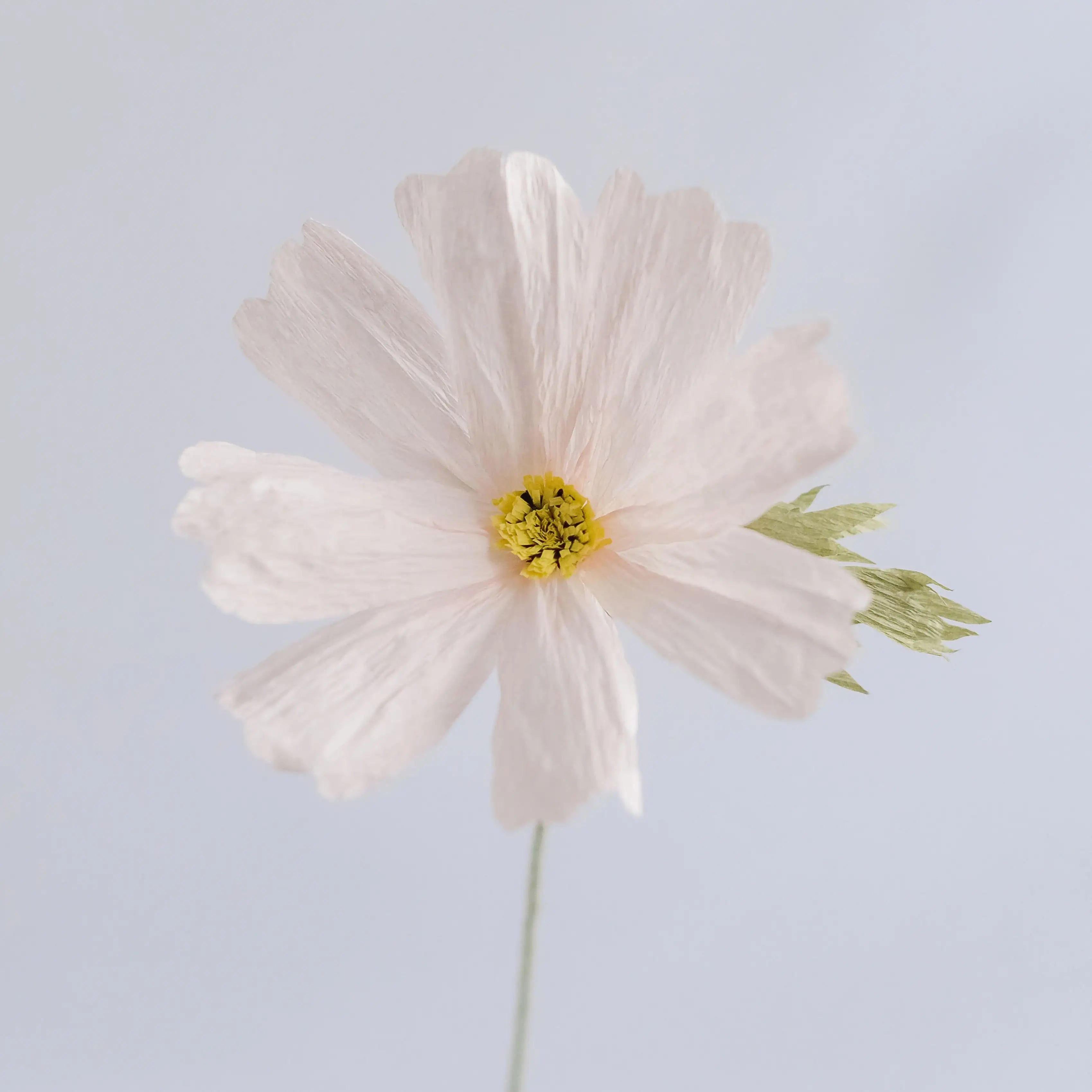 unwilted Paper Bloom Baby Pink Cosmos Single Stem | Handcrafted Paper Wildflower
