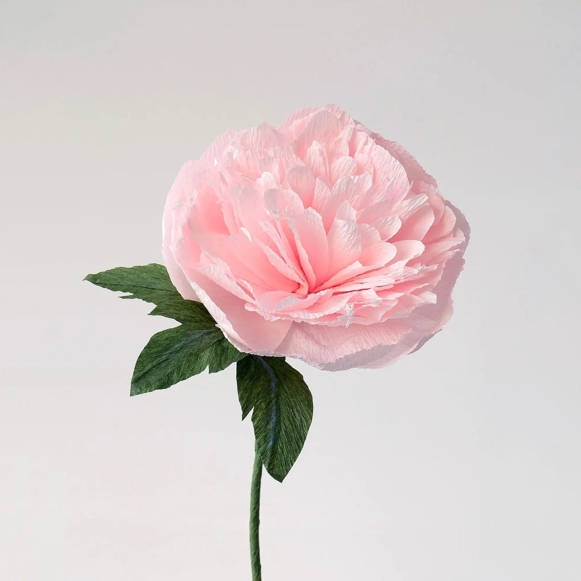 unwilted Paper Bloom Garden Peony Single Stem