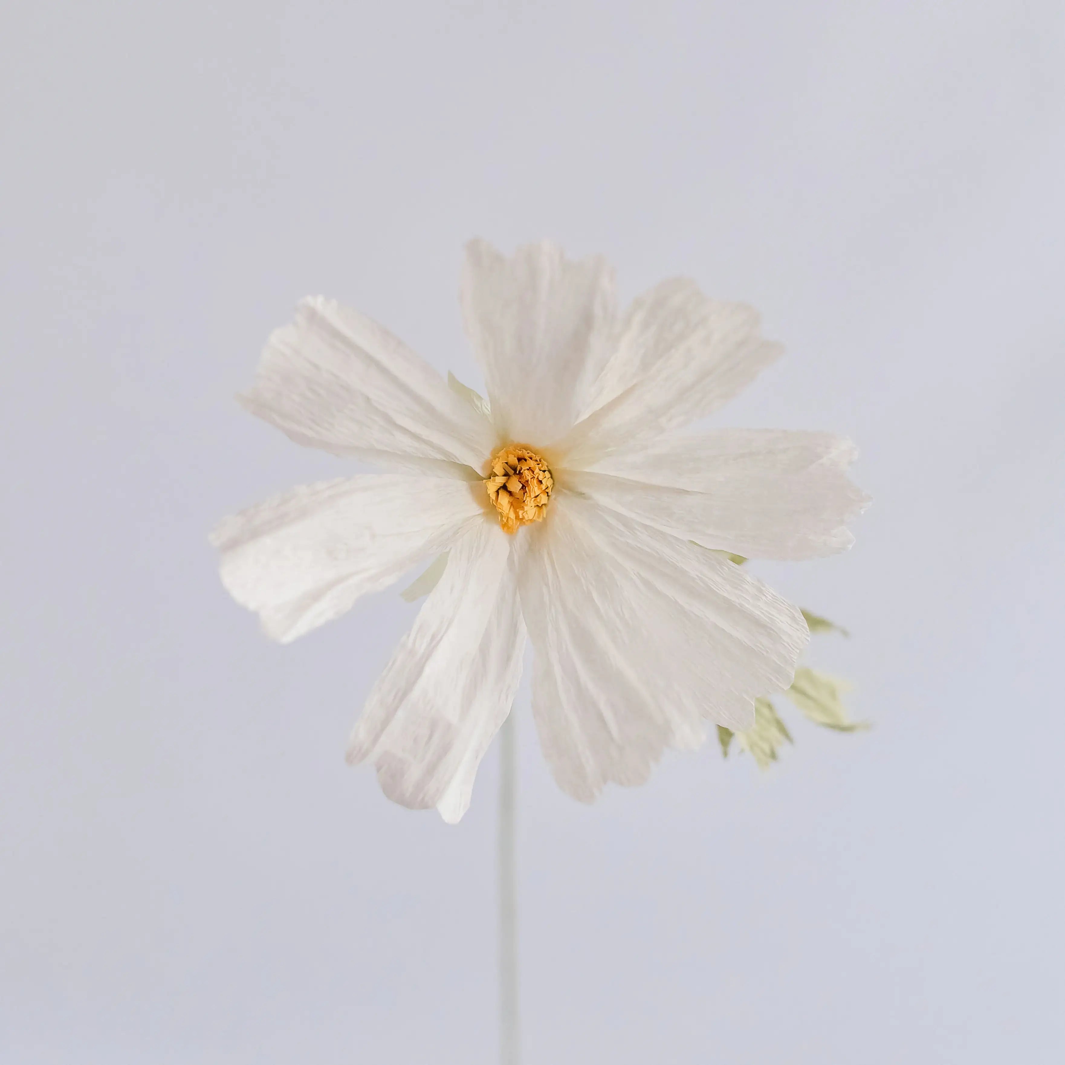 unwilted Paper Bloom Ivory Cosmos Single Stem | Handcrafted Paper Wildflower