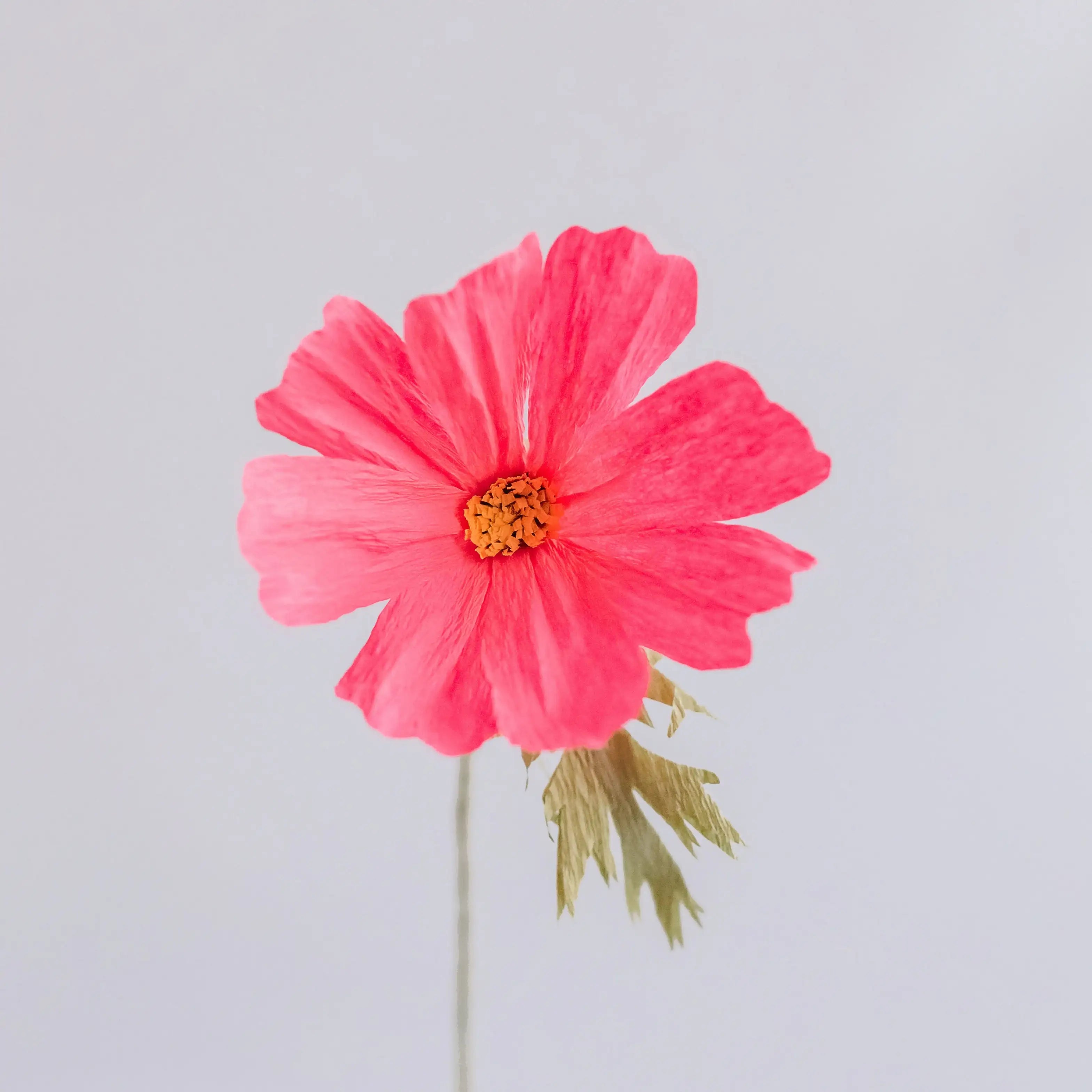 unwilted Paper Bloom Neon Pink Cosmos Single Stem | Handcrafted Paper Wildflower