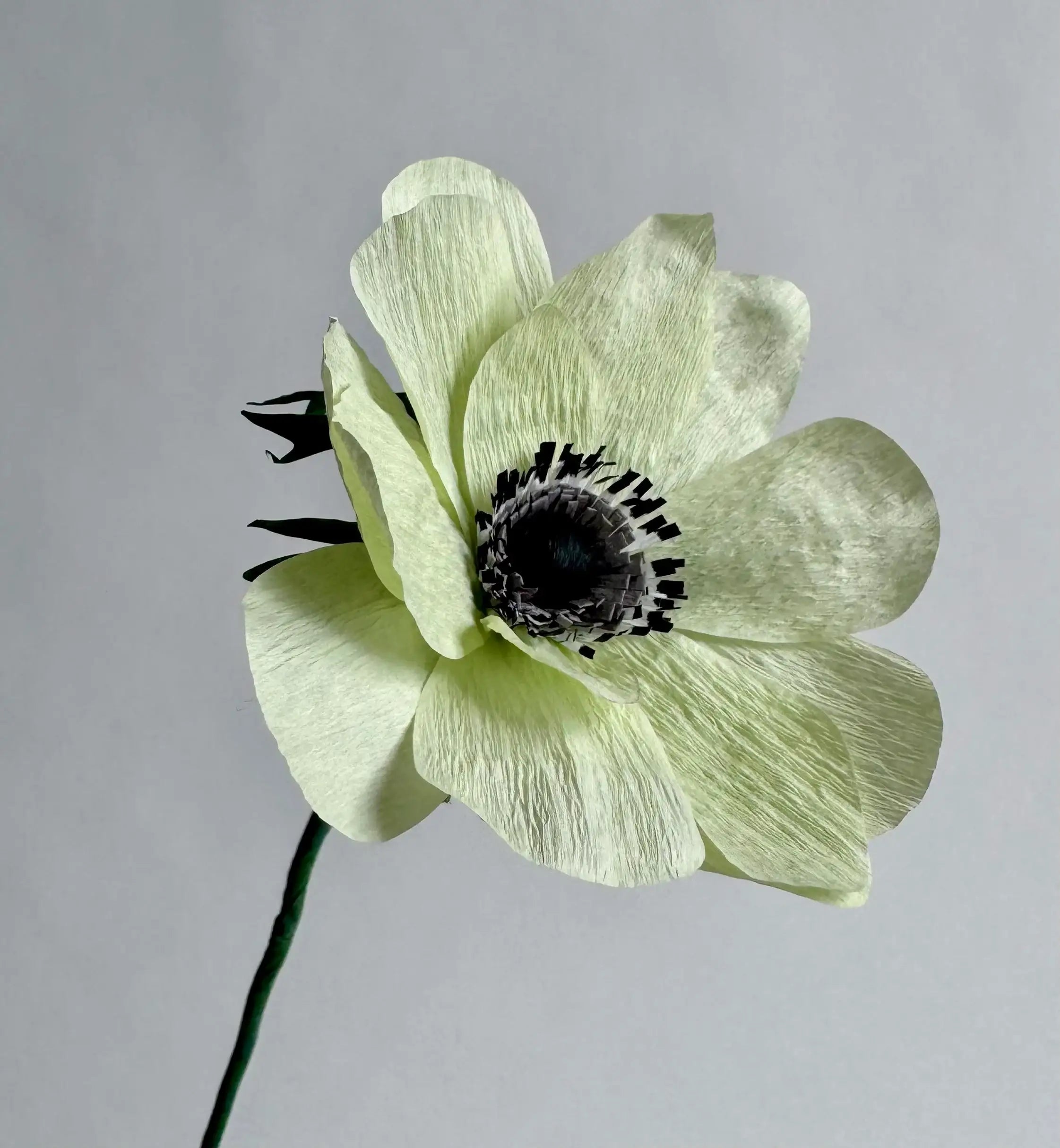 unwilted Paper Bloom Pale Green Anemone Single Stem | Handcrafted Paper Flower