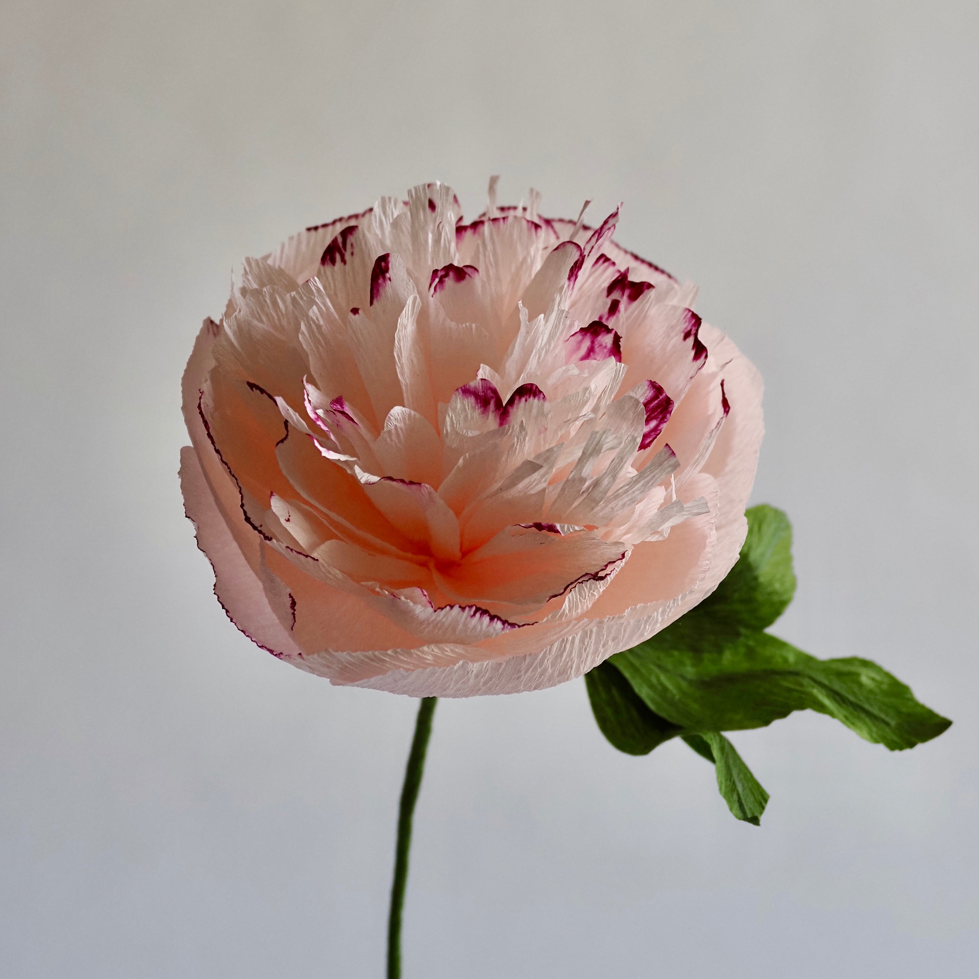unwilted Paper Bloom Pink with Pink Edge Hand Painted Garden Peony Single Bloom, Limited Edition | Paper Peony Stem