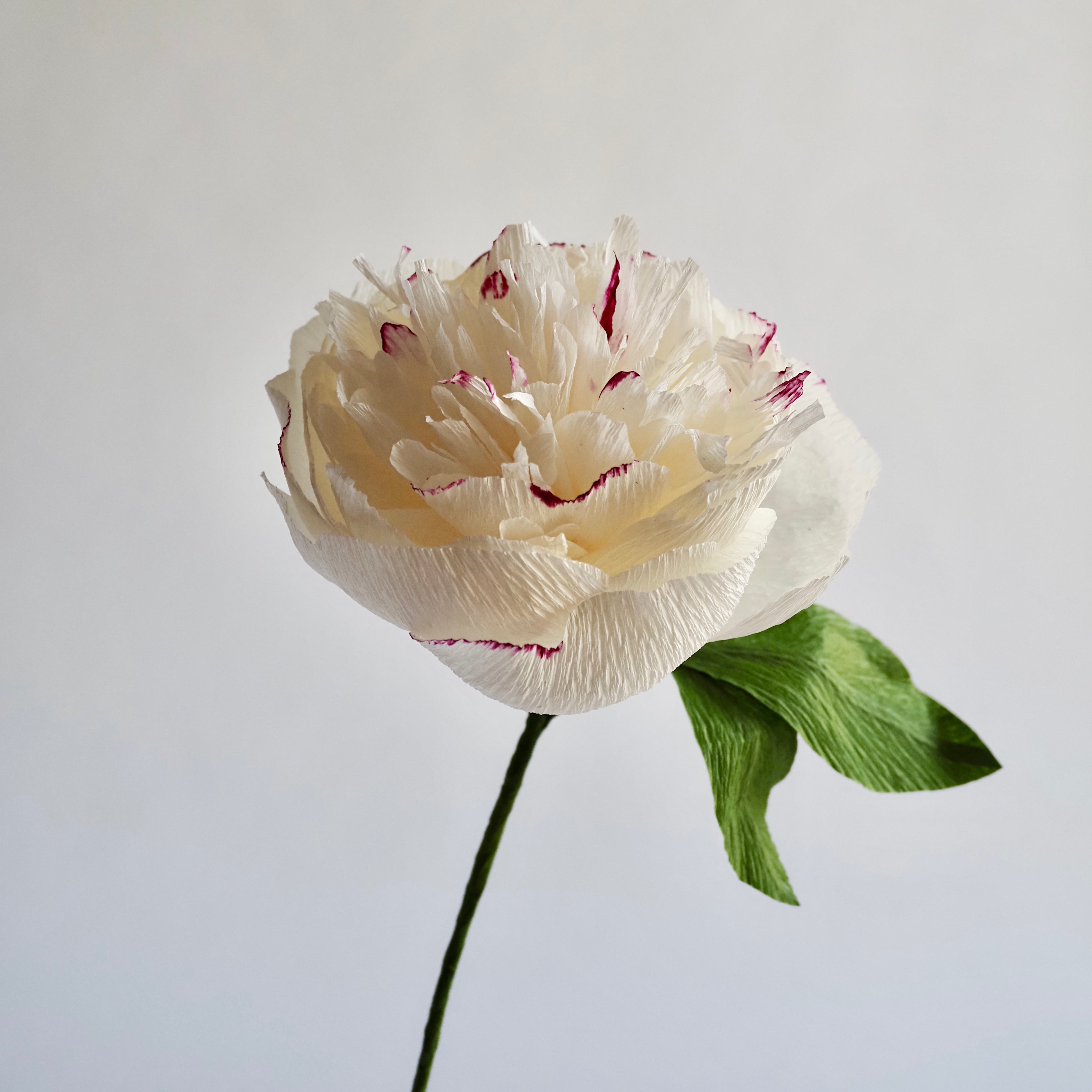unwilted Paper Bloom White with Pink Edge Hand Painted Garden Peony Single Bloom, Limited Edition | Paper Peony Stem