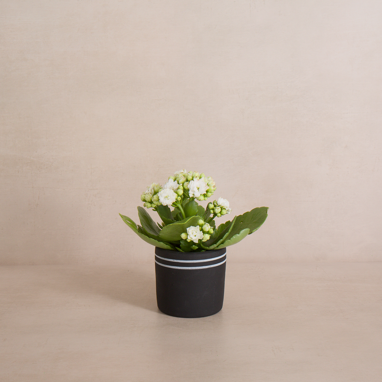 Women of the Cloud Forest planter Small Black Striped Ceramic Planter