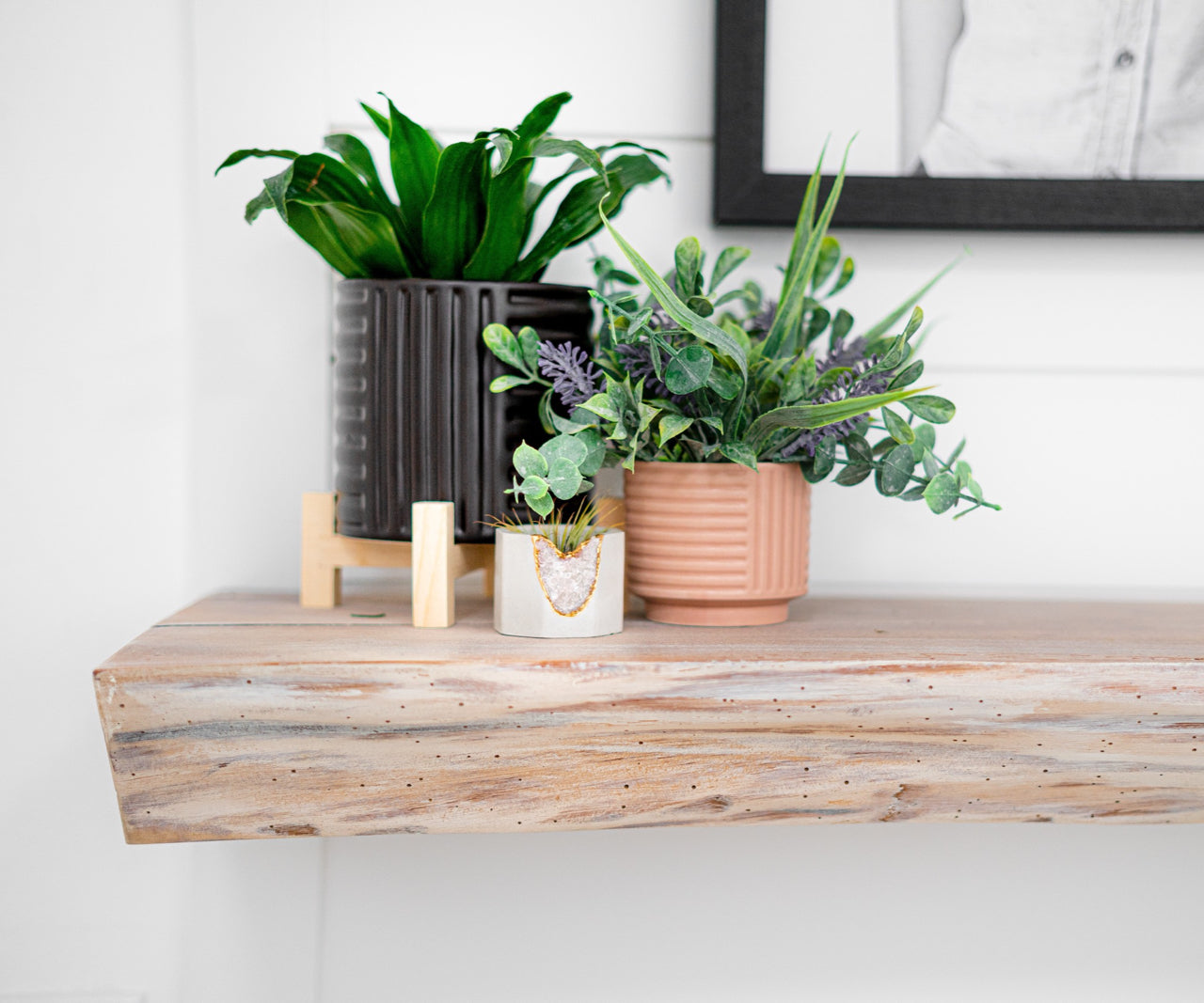 potted plants styled on a wood shelf