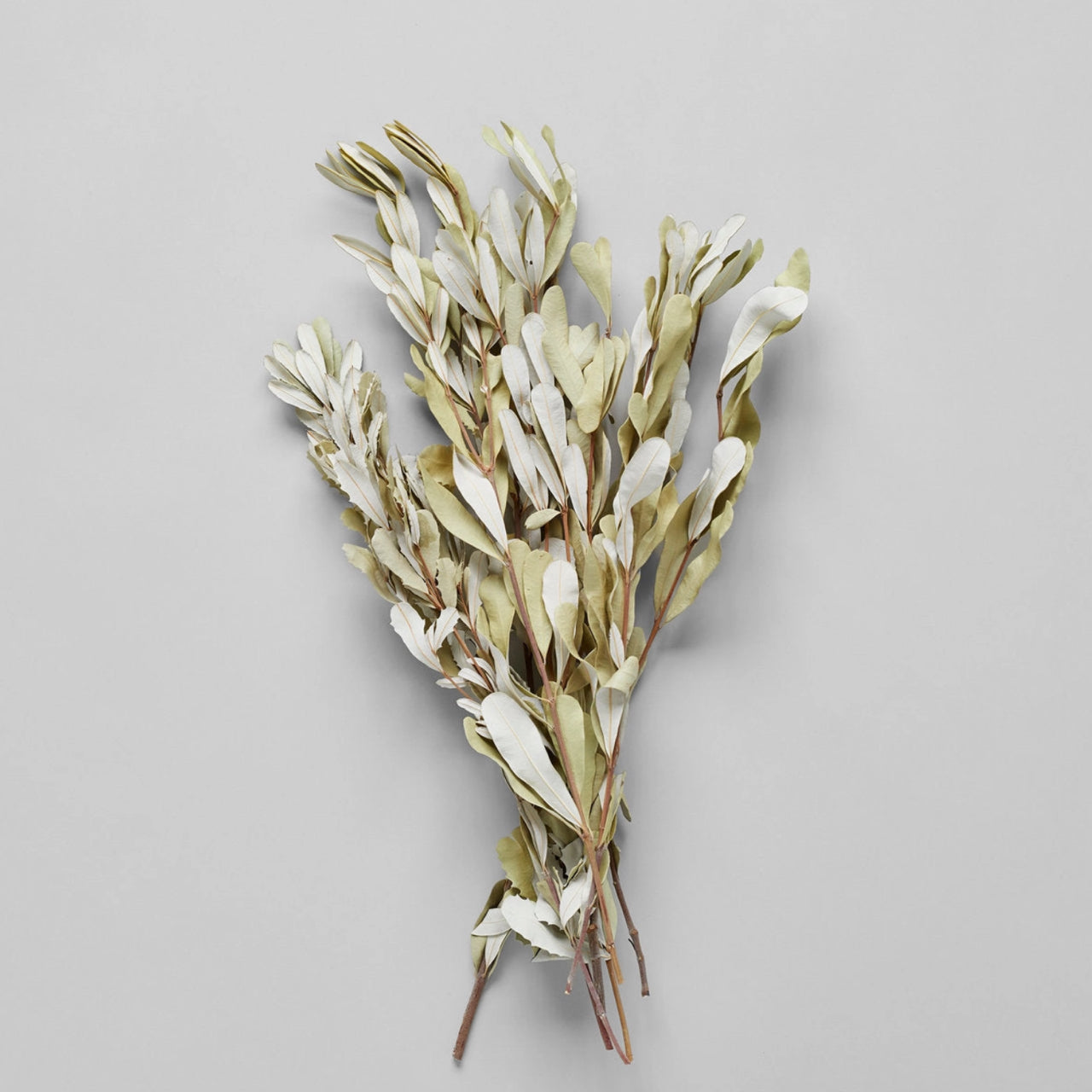 Bloomist dried flowers and plants Dried Banksia Foliage