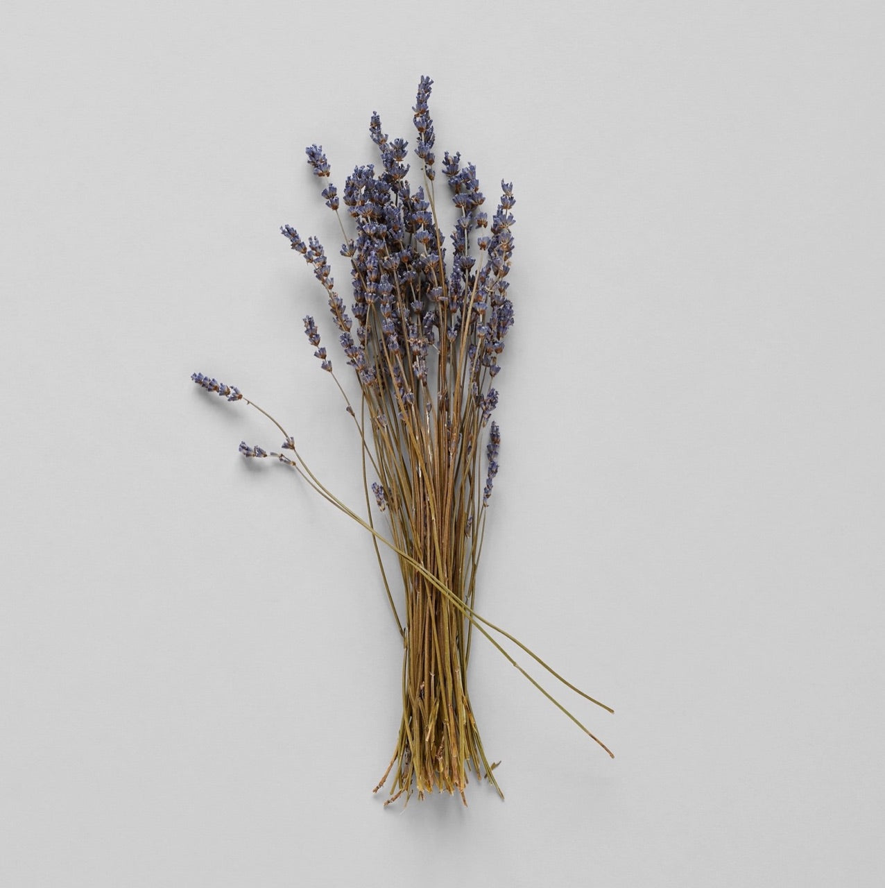 Bloomist dried flowers and plants Dried Lavender