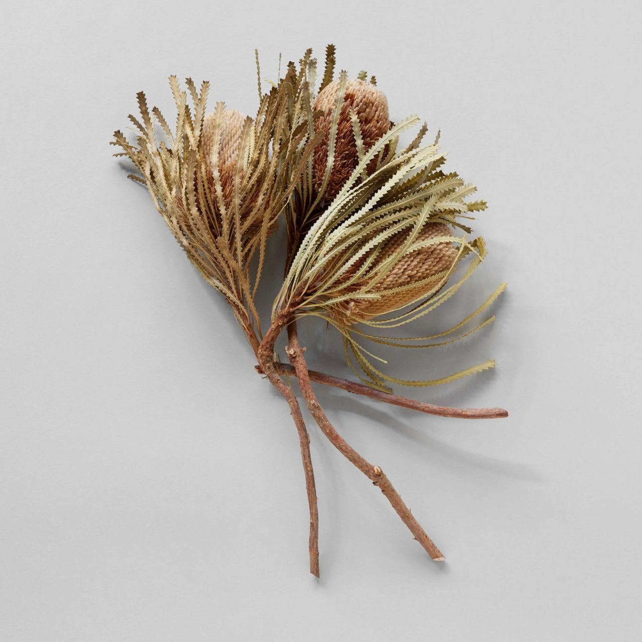 Bloomist dried flowers and plants Dried Natural Banksia - Set of 3