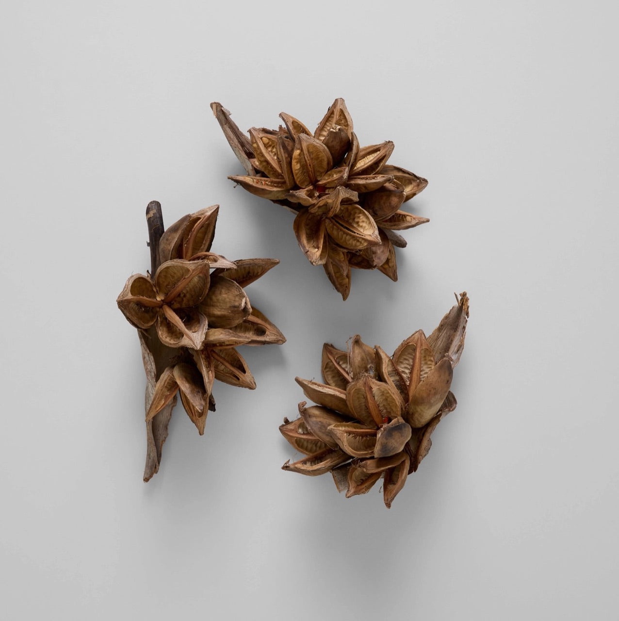 Bloomist dried flowers and plants Dried Natural Star Pod