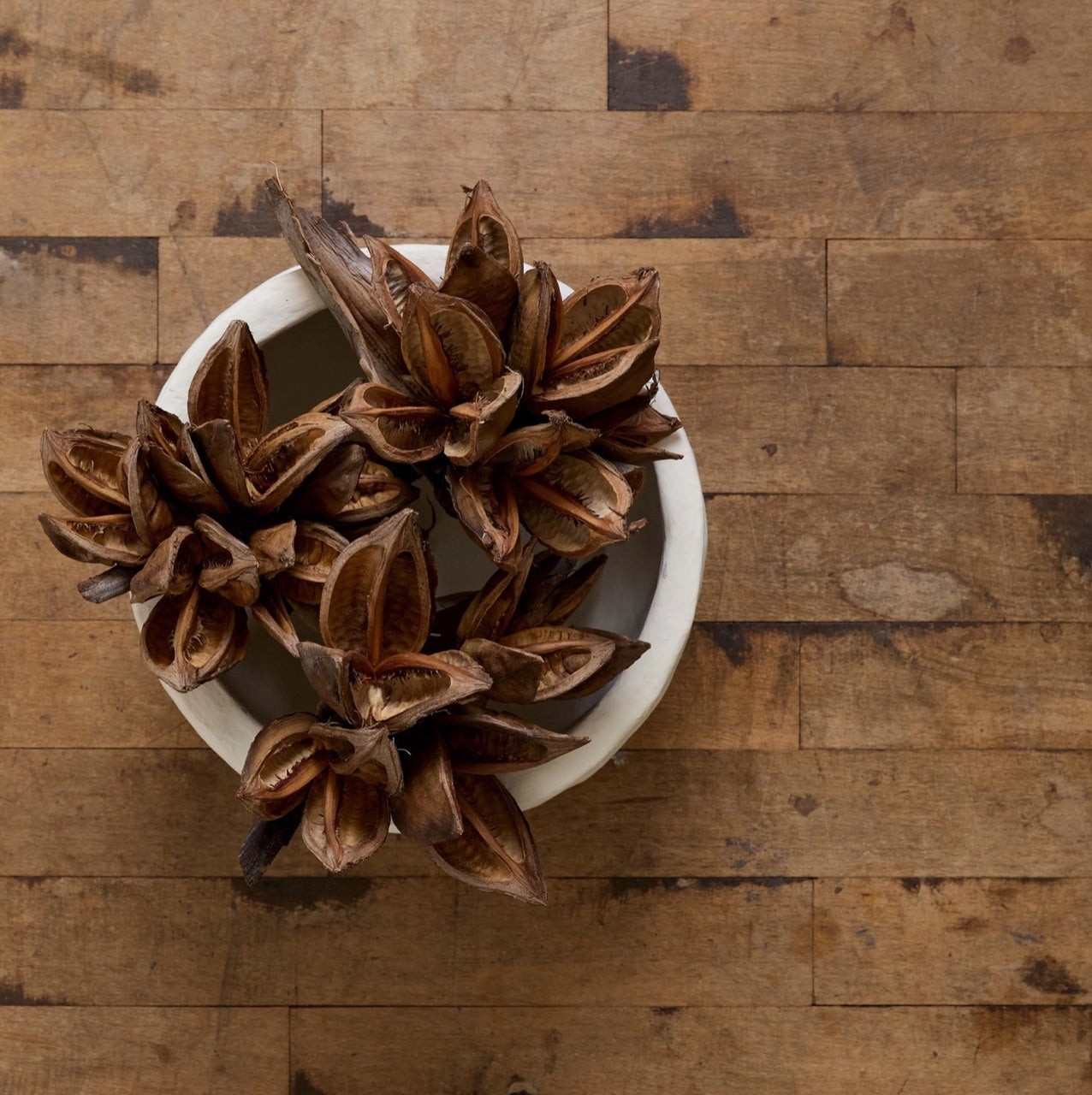 Bloomist dried flowers and plants Dried Natural Star Pod