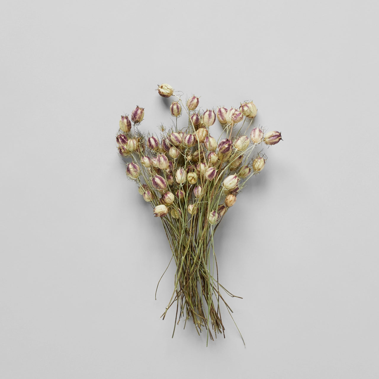 Bloomist dried flowers and plants Dried Nigella Pods