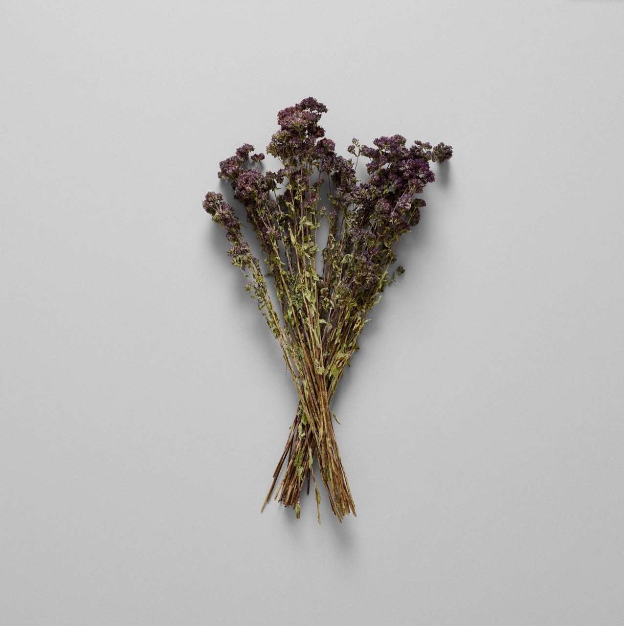 Bloomist dried flowers and plants Dried Purple Blooming Oregano