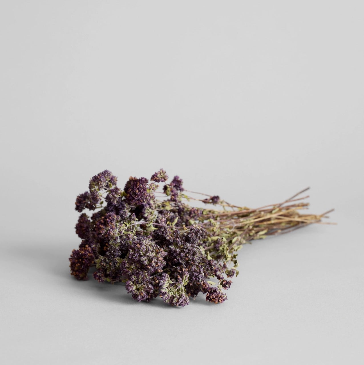 Bloomist dried flowers and plants Dried Purple Blooming Oregano