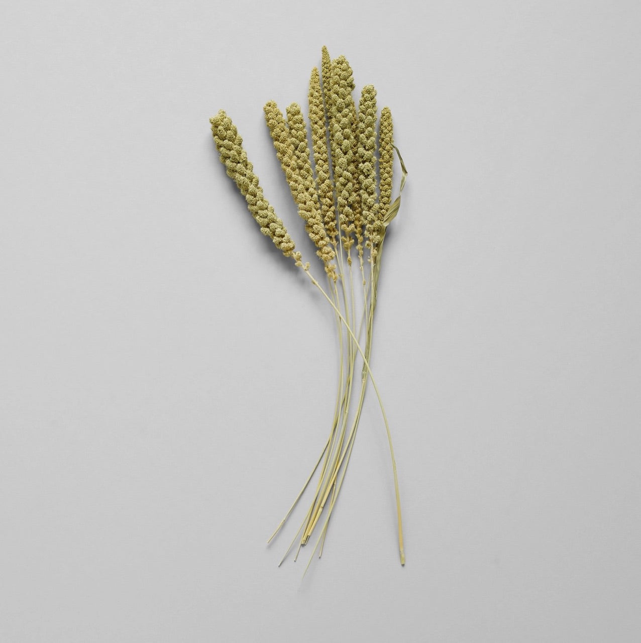 Bloomist dried flowers and plants Dried Spray Millet