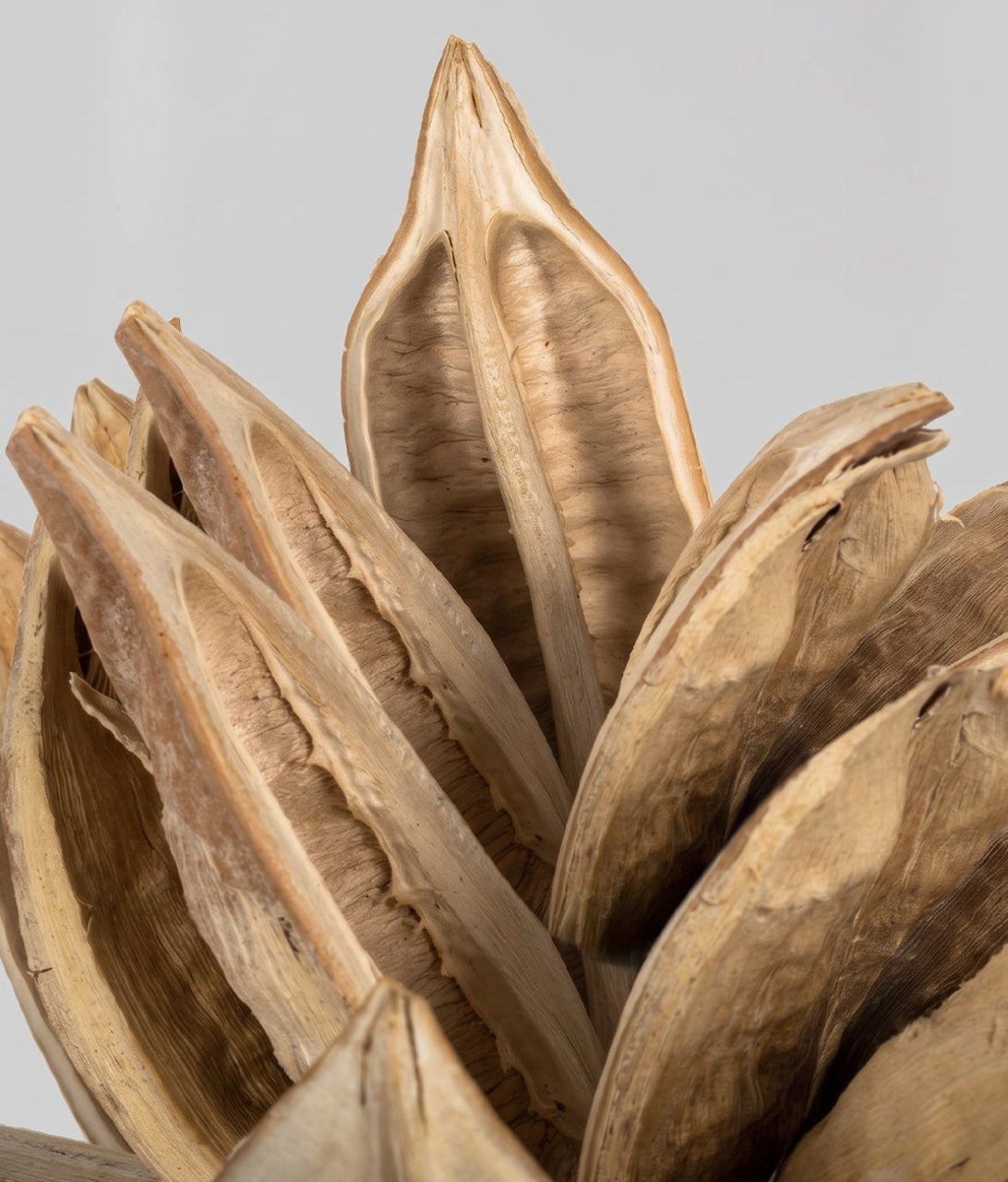 Bloomist Dried Flowers & Botanicals Dried Blonde Star Pod