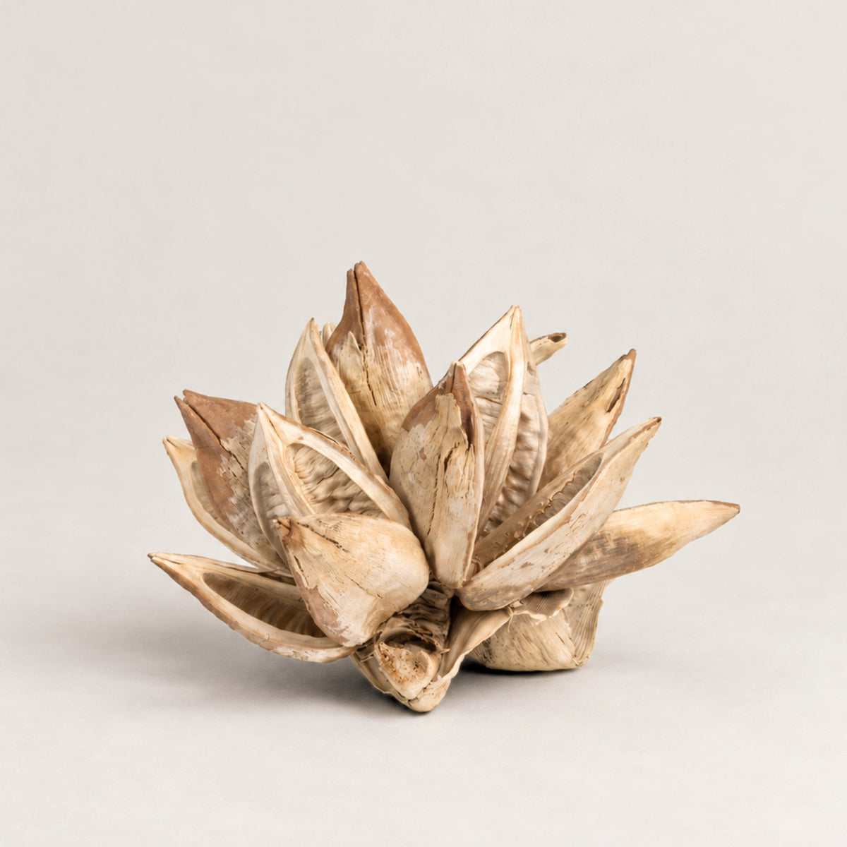 Bloomist Dried Flowers & Botanicals Dried Blonde Star Pod