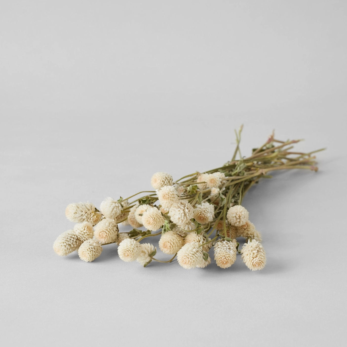 Bloomist Plants & Florals Dried Cream Globe Amaranth
