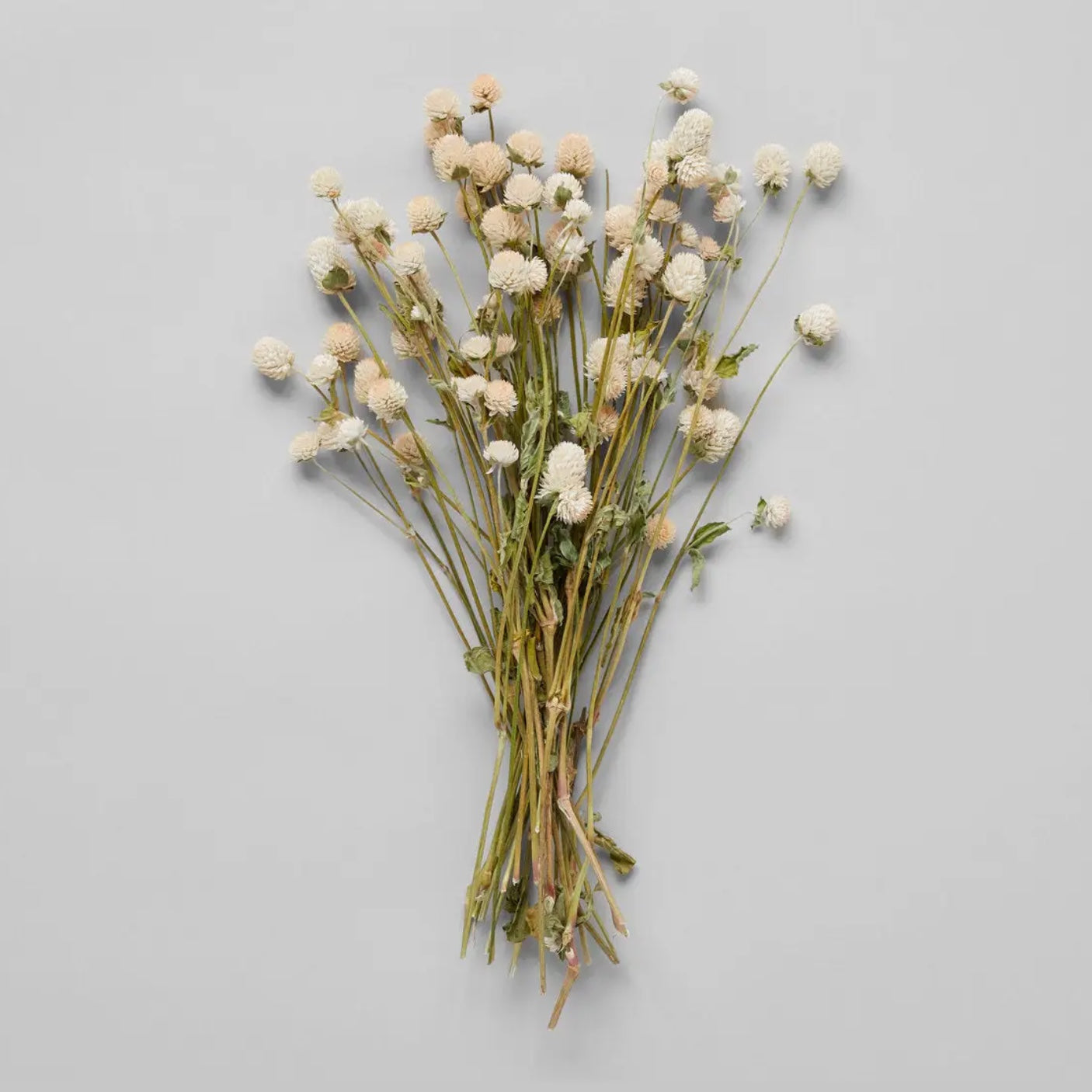 Bloomist Plants & Florals Dried Cream Globe Amaranth