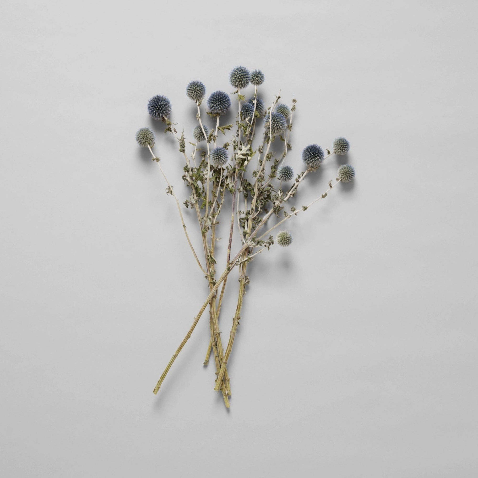 Bloomist Plants & Florals Dried Globe Thistle