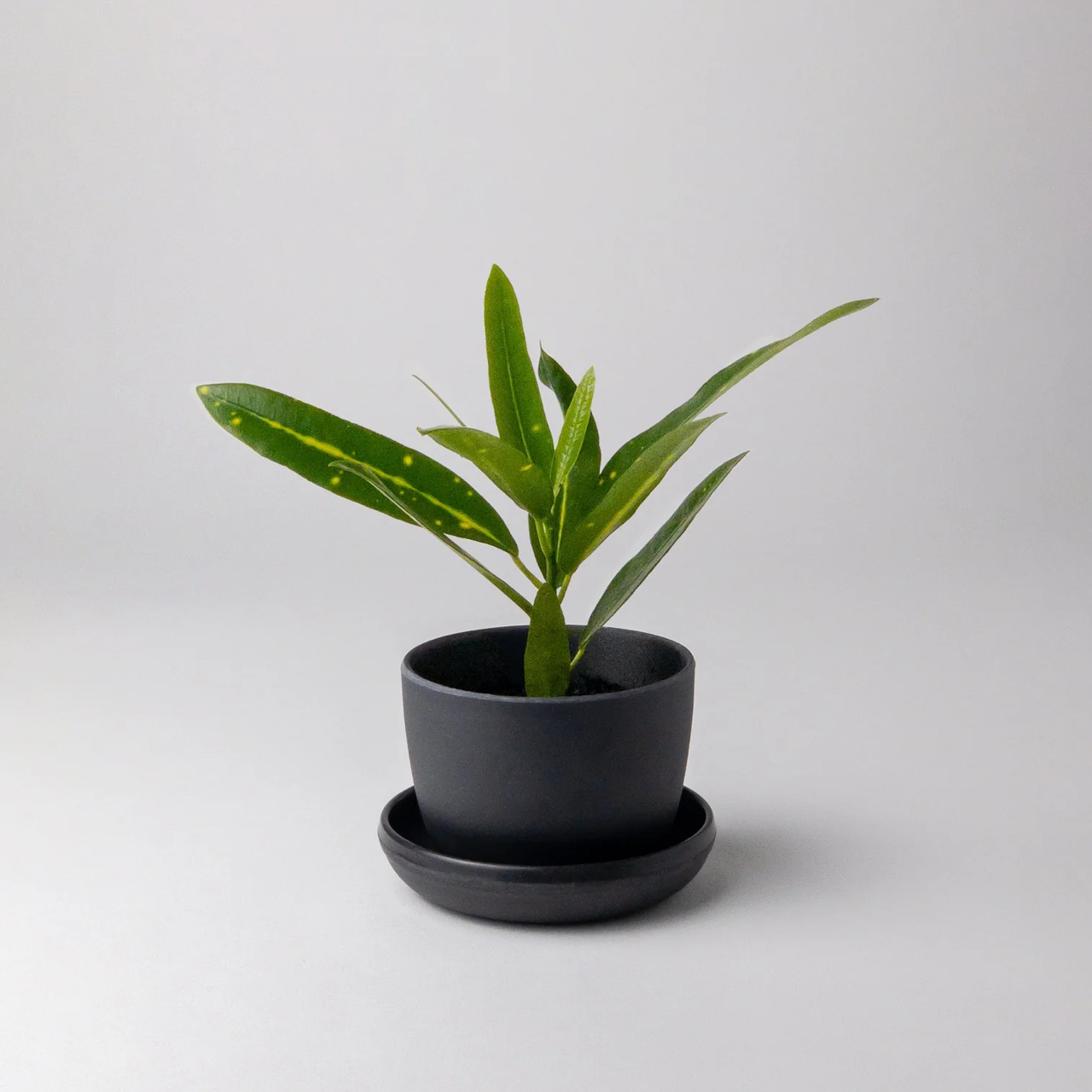 Kanso planter Bamboo Fibre Black Mini Planter