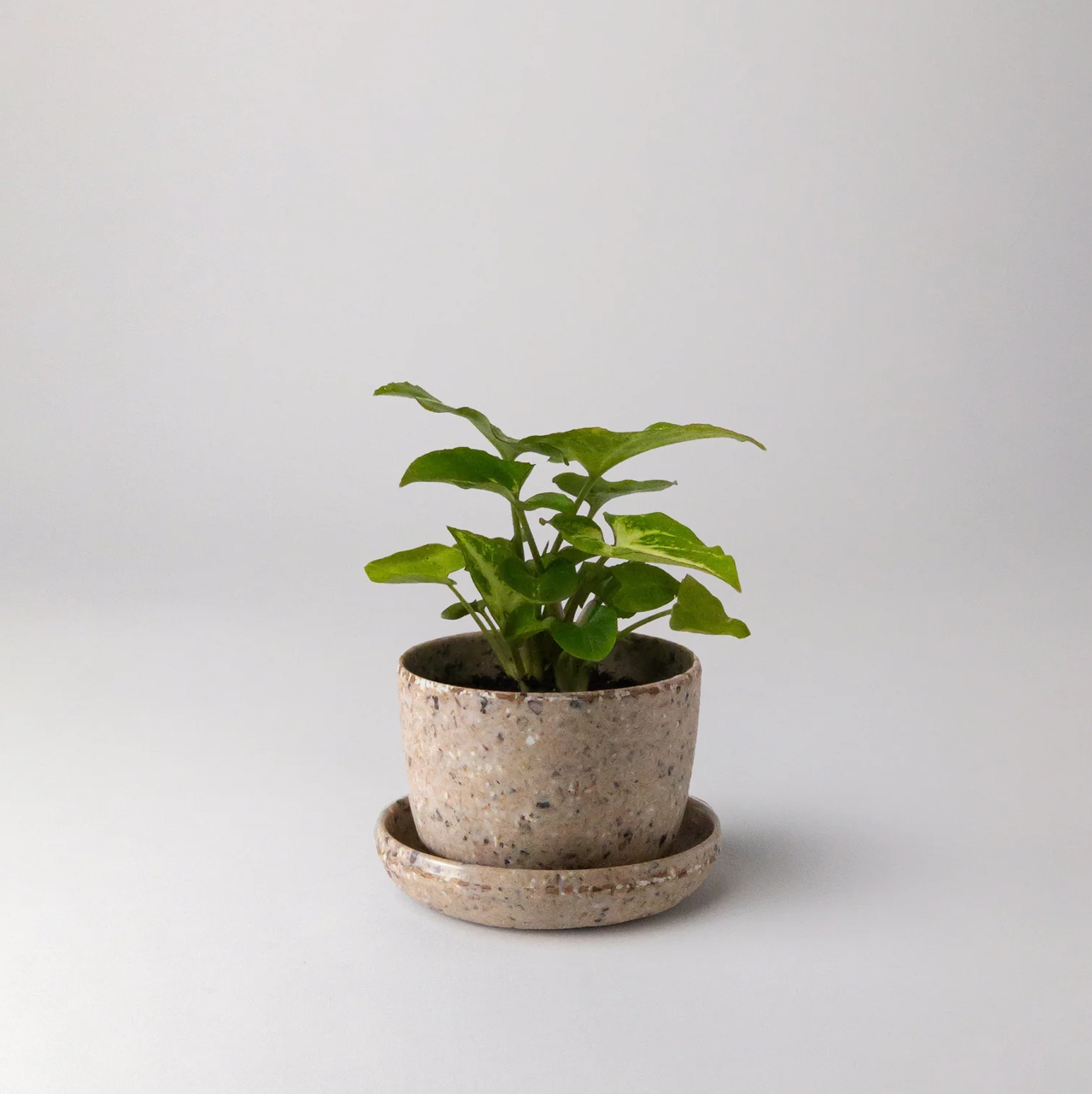 Kanso planter Coffee Bean Husk Mini Planter