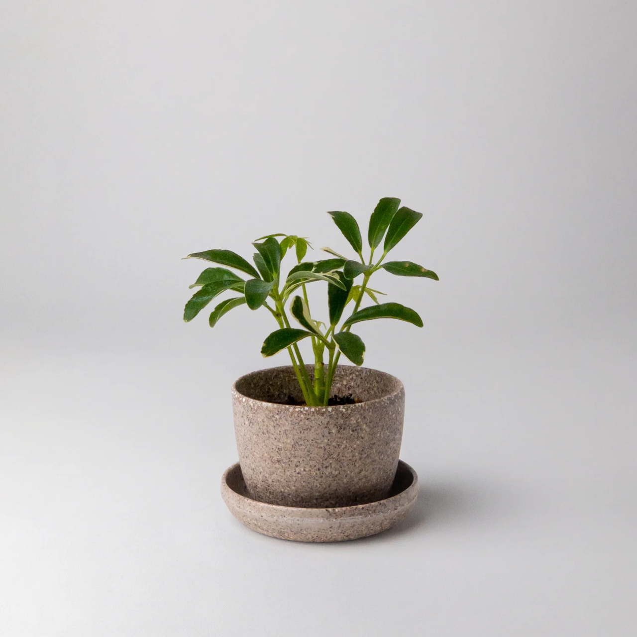 Kanso planter Nut Husk Mini Planter