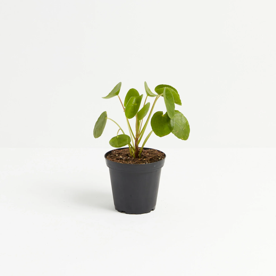 Lively Root plant Chinese Money Plant