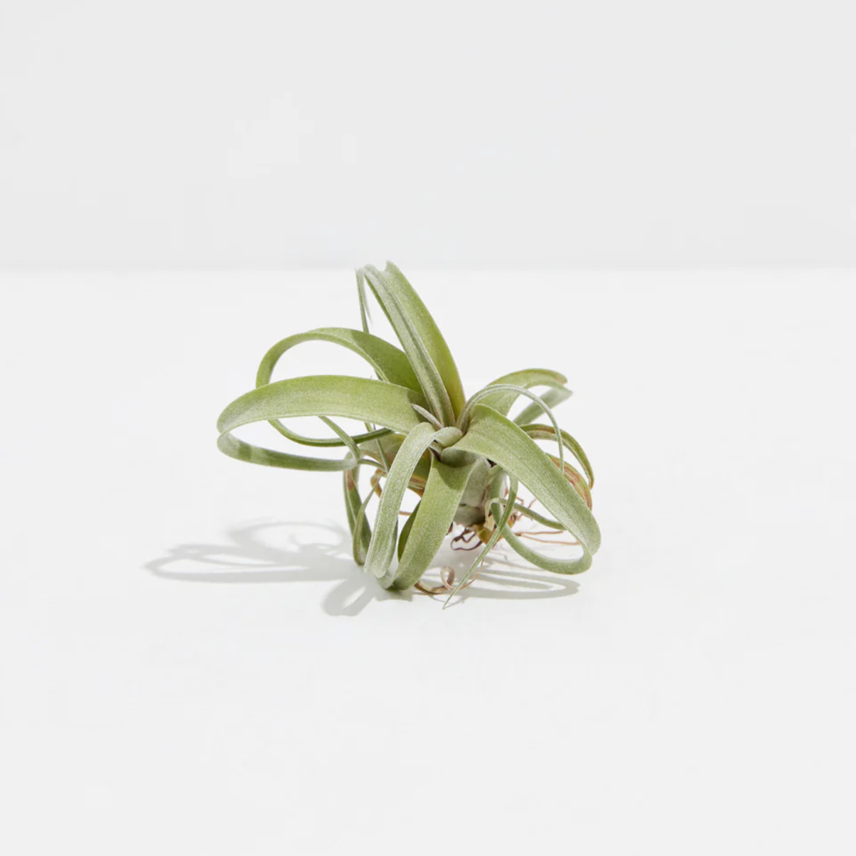 Lively Root plant Curly Slim Air Plant