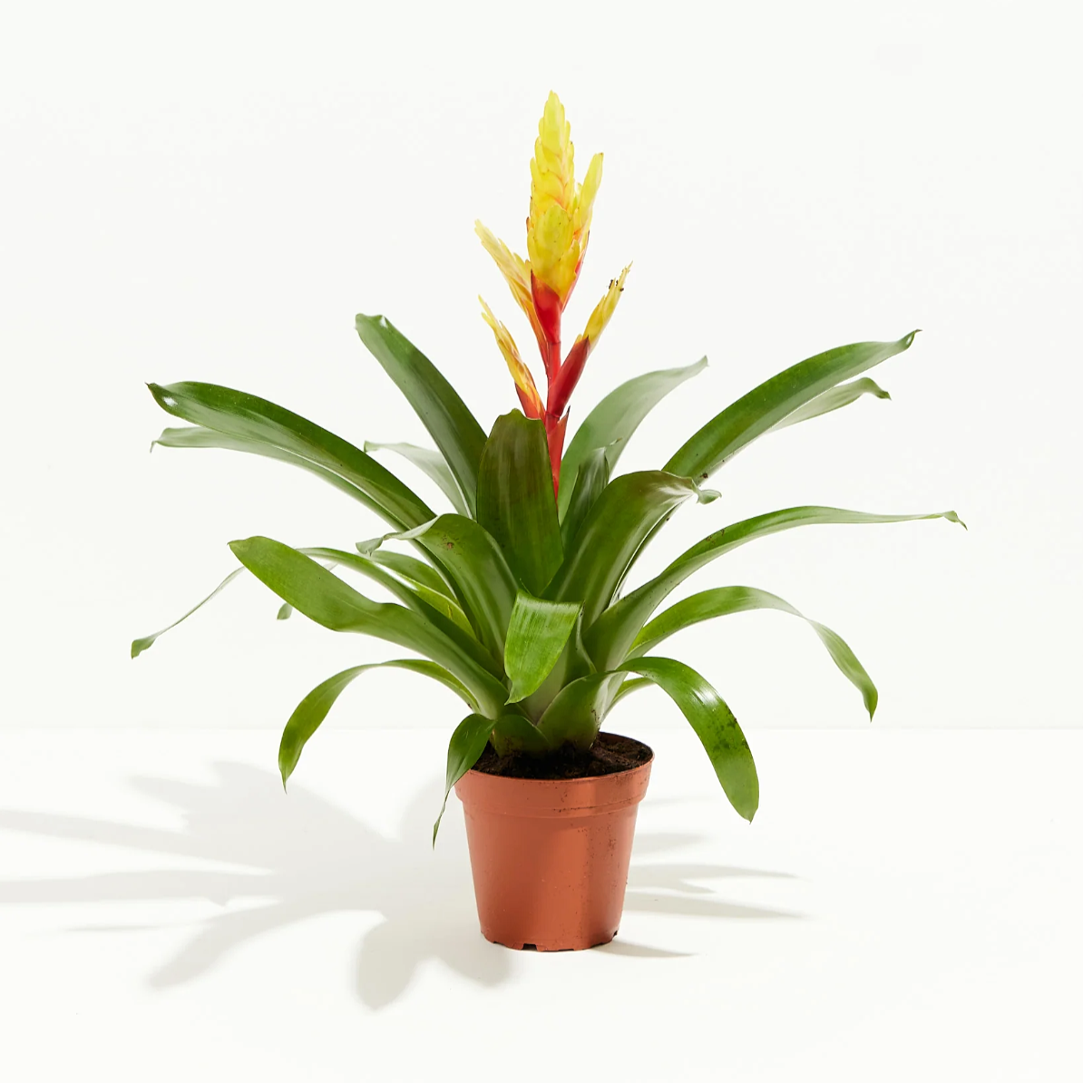 Lively Root plant Evita Vriesea Bromeliad