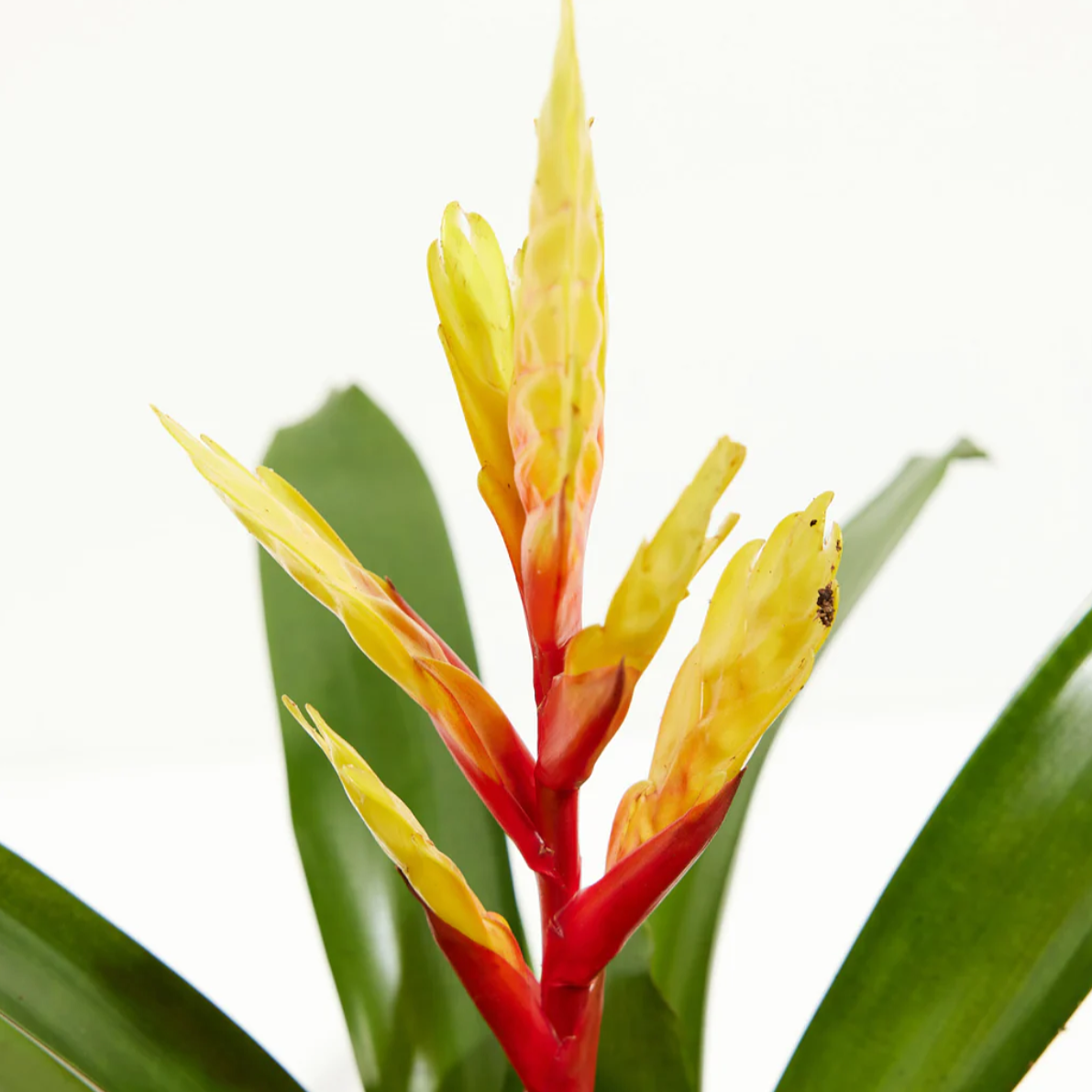 Lively Root plant Evita Vriesea Bromeliad