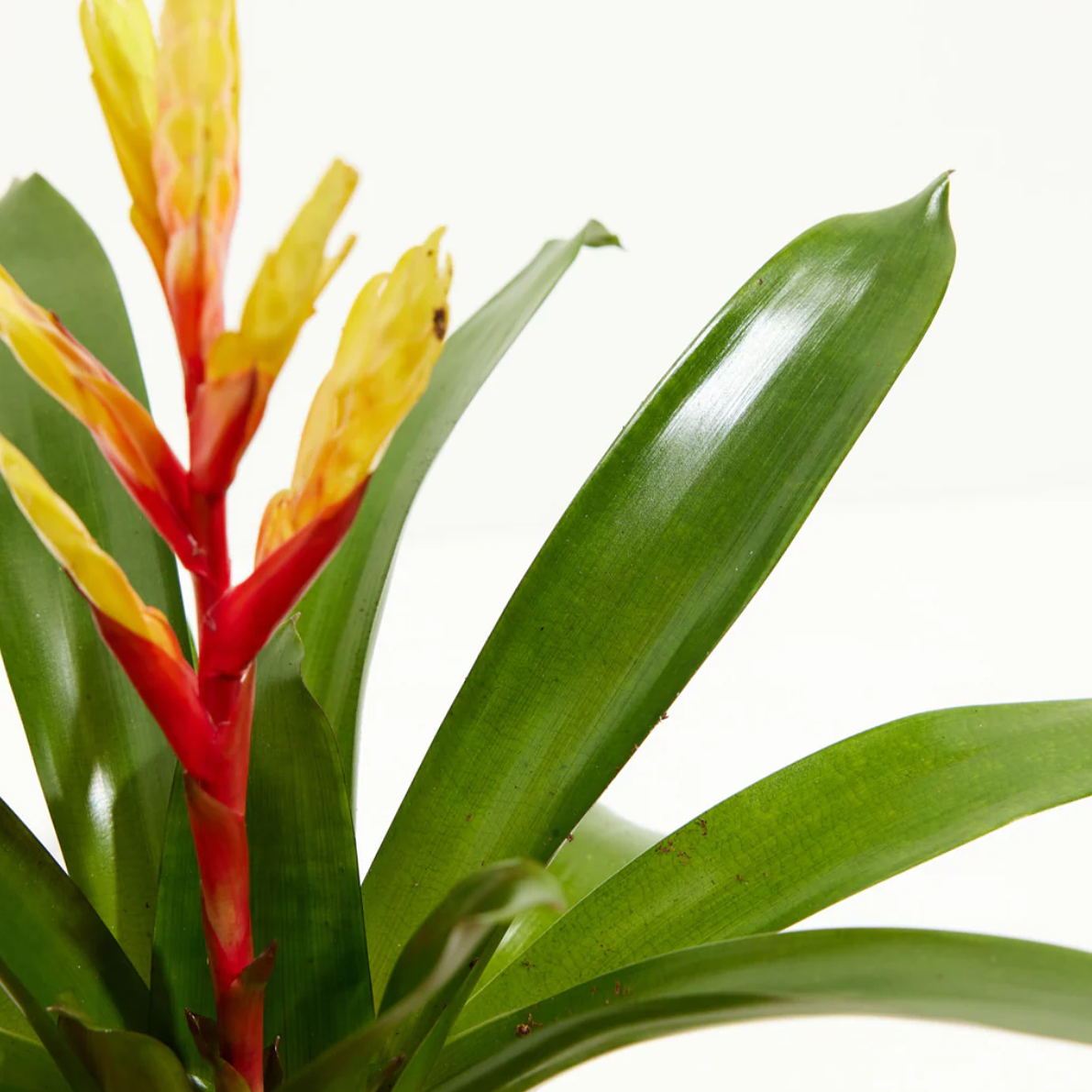 Lively Root plant Evita Vriesea Bromeliad