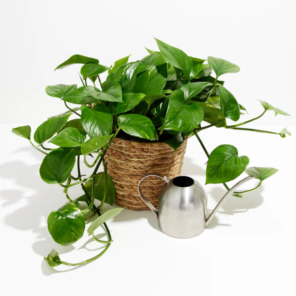 Lively Root plant Golden Pothos Plant