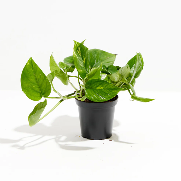 faux golden pothos Golden Pothos